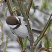 Chestnut-backed Chickadee